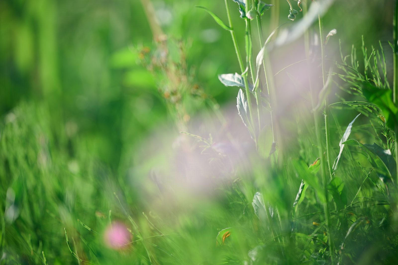 草むらに咲く小さな花と穂